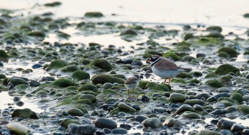 A sandplover (Charadrius hiaticula) with a very young chick stands between stones and algae on a