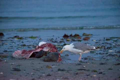 Two herring gulls (Larus argentatus) stand on a quiet, rocky sandy beach at dusk and peck at a dead