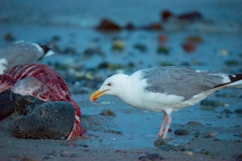 A herring gull (Larus argentatus) stands on a quiet, rocky sandy beach at dusk and pecks at a dead