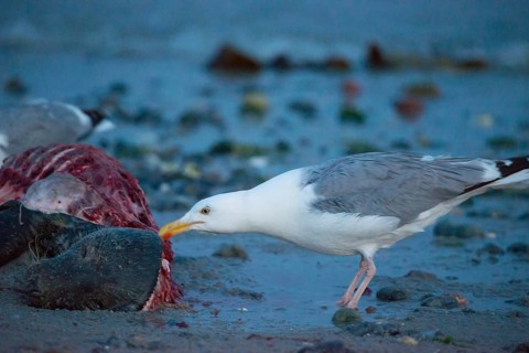 A herring gull (Larus argentatus) stands on a quiet, rocky sandy beach at dusk and pecks at a dead