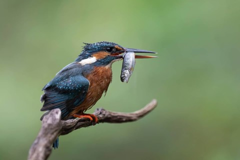 Kingfisher (Alcedo atthis) with brown trout, Bitburg, Rhineland-Palatinate, Germany