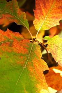 Red oak leaves, autumn, Germany