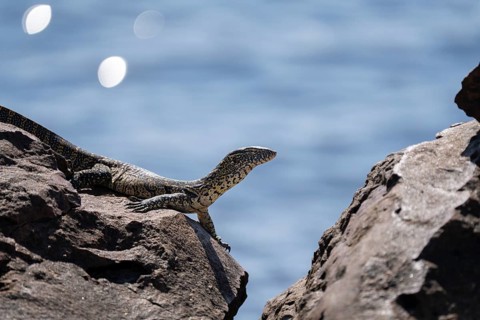 Monitor Lizard, Varanus niloticus, curious looking to the right, sitting on a rock at the edge of