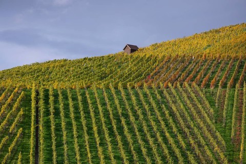 Autumn vineyard lines on the wine trail on Kappelberg near Fellbach - Stuttgart