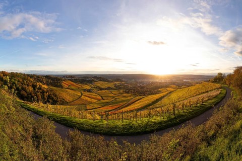 Extensive panorama of the vineyards on Kappelberg near Fellbach in warm evening light with views of