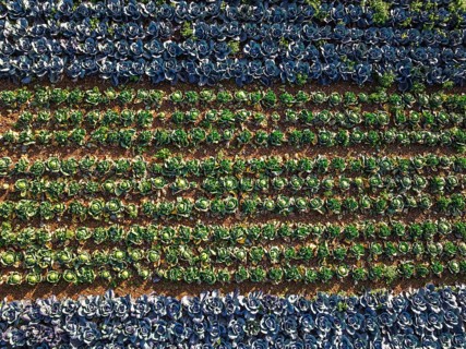 Top down view of red and green cabbage field from a drone, Devon, England, United Kingdom