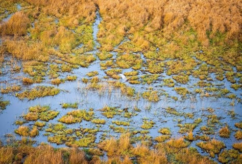 Goliath heron (Ardea goliath) flying over marshland along a river, marshland, aerial view, Okavango