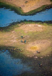 Striped gnu (Connochaetes taurinus), flock on the riverbank, river landscape, aerial view, Okavango