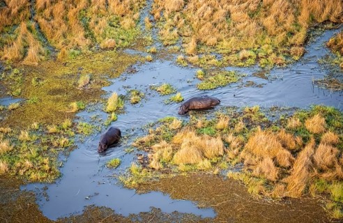 Hippos (Hippopatamus amphibius) in water, marshland, marshland, aerial view, Okavango Delta,