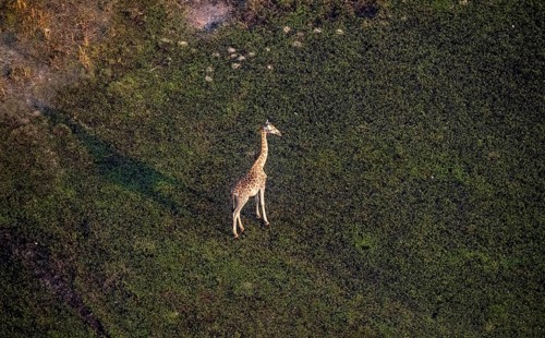 Cape giraffe (Giraffa giraffa giraffa), aerial view, Okavango Delta, Botswana