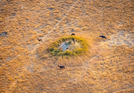 Tsessebe (Damaliscus lunatus), group on a termite hill, savanna with yellow grass, aerial view,