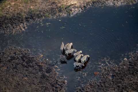 Steppe zebras (Equus quagga) drinking by the river, aerial view, Okavango Delta, Botswana
