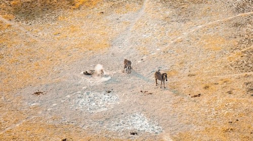 Steppe zebras (Equus quagga) rolling in dust, savanna landscape with yellow grass, aerial view,