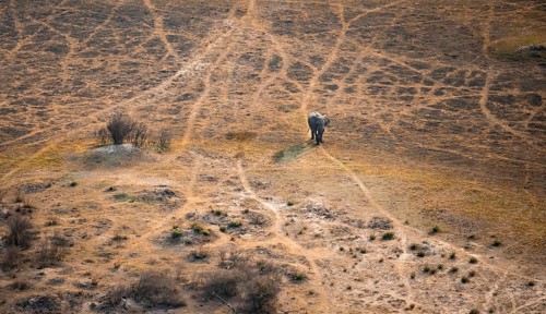 African elephant (Loxodonta africana) in dry savanna, aerial view, Okavango Delta, Botswana