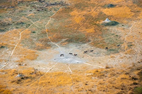 Steppe zebras (Equus quagga), savanna landscape with yellow grass and termite hills, aerial view,