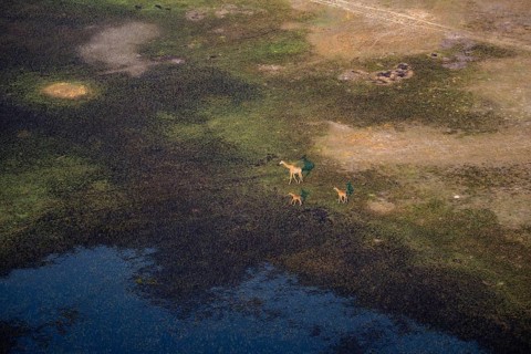 Cape giraffe (Giraffa giraffa giraffa), mother with two young animals, savanna landscape on the