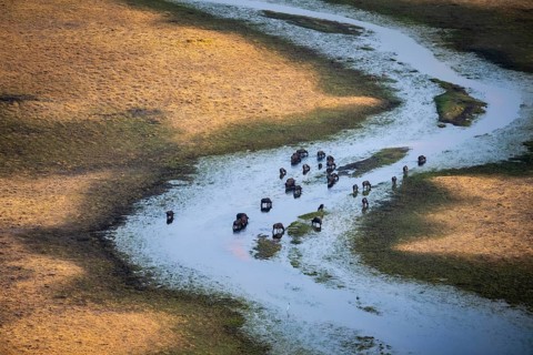 Kaffir buffalo (Syncerus caffer caffer), flock in river, aerial view, Okavango Delta, Botswana