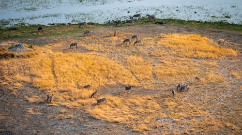Steppe zebras (Equus quagga), riverbank, aerial view, Okavango Delta, Botswana