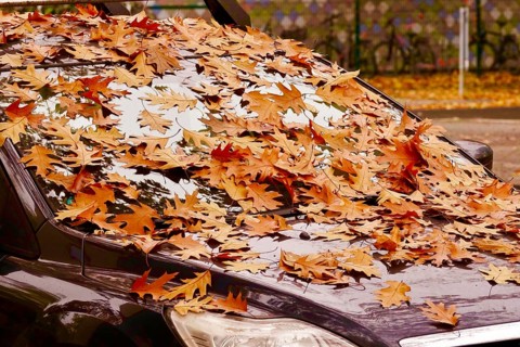 Windshield of a car with autumn leaves, October, Germany