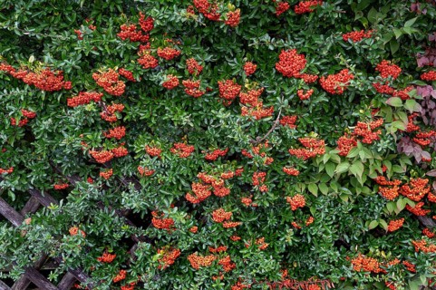 Firethorn (Pyracantha), Bavaria, Germany