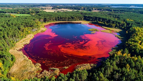 Red algae plant on the lake. abstract ecology nature concept, wild landscape with vibrant red