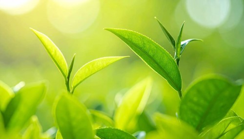 Natural green leaves plants, spring ans summer background cover page, golden soft light, green and
