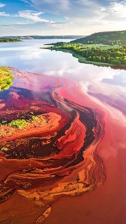 Red algae plant on the lake. abstract ecology nature concept, wild landscape with vibrant red