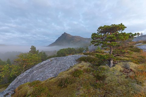 Fairytale dwarf pine forest in morning fog on Steigtindvatnet in front of the majestic Litltind in