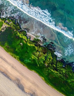 Green algae on the sandy shore of an ocean. Fascinating phenomenon of wild coastline with green