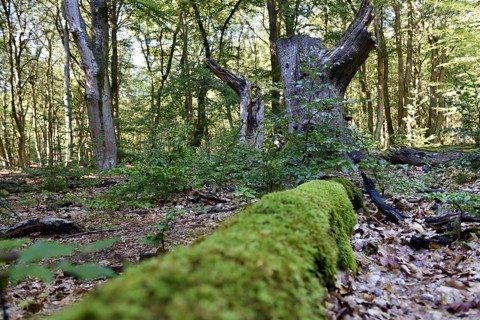 Dead wood in beech forest, Darß primeval forest, Darßer Wald, Mecklenburg-Western Pomerania,