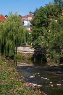 Blooming bush and trees on the Hasslach river, Rosenberg Fortress in the back, Kronach, Upper