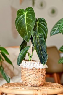 Exotic 'Philodendron Melanochrysum' houseplant with long velvet leaves in basket flower pot on