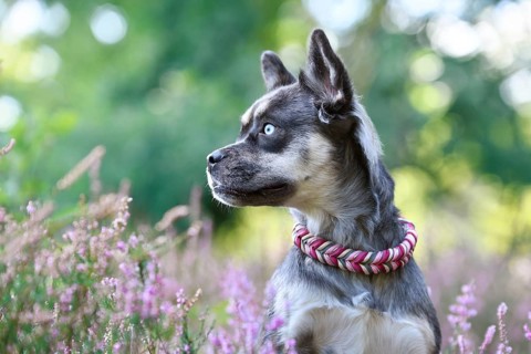 Dog with woven yellow collar in purple blooming heather flower field during late summer