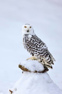 Snowy owl (Nyctea scandiaca), snowy owl, adult, alert, in snow, perch, in winter, Bohemian Forest,