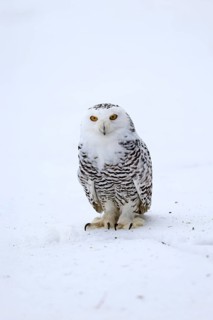 Snowy owl (Nyctea scandiaca), snowy owl, adult, alert, in snow, foraging, in winter, Bohemian