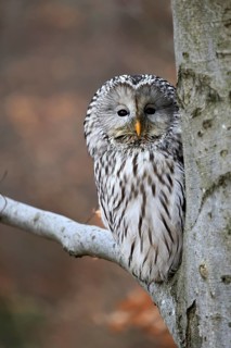 Hawk owl (Strix uralensis), adult, in winter, on tree, on tree trunk, Bohemian Forest, Czech