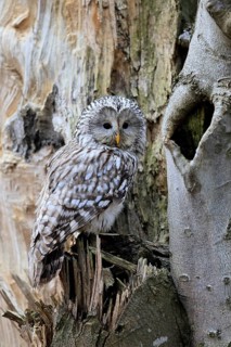 Hawk owl (Strix uralensis), adult, in winter, on tree trunk, Bohemian Forest, Czech Republic,