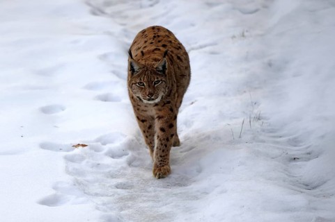 Carpathian lynx (Lynx lynx carpathicus), adult, in winter, in snow, running, stalking, alert,