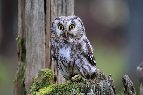 Roughfoot owl (Aegolius funereus), groufoot owl, adult, perch, tree trunk, alert, in winter,