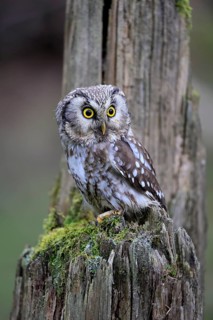 Roughfoot owl (Aegolius funereus), groufoot owl, adult, perch, tree trunk, alert, in winter,