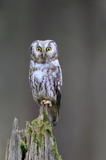 Roughfoot owl (Aegolius funereus), groufoot owl, adult, perch, alert, in winter, Bohemian Forest,