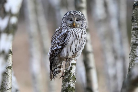 Hawk owl (Strix uralensis), adult, in winter, perch, alert, Bohemian Forest, Czech Republic,