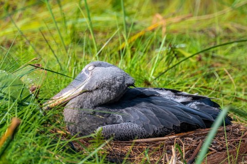 Young animal in nest, shoebeak (Balaeniceps rex) in the swamps of Mabamba, Lake Victoria, Uganda