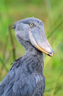 Animal portrait, shoebeak (Balaeniceps rex) in the swamps of Mabamba, Lake Victoria, Uganda