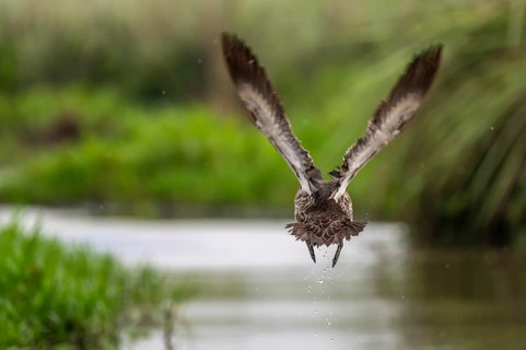Yellow-billed duck (Anas undulata) taking off from water, Mabamba swamp, Lake Victoria, Uganda