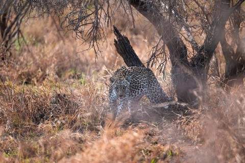 Leopard (Panthera pardus), female in dry grass, adult, Kruger National Park, South Africa