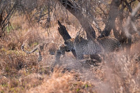 Leopard (Panthera pardus), mother cuddles with young, in dry grass, adult, Kruger National Park,