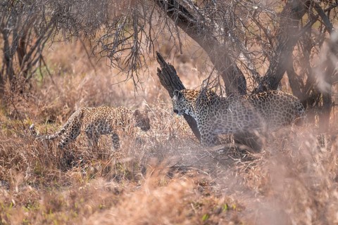 Leopard (Panthera pardus), mother and young, in dry grass, adult, Kruger National Park, South
