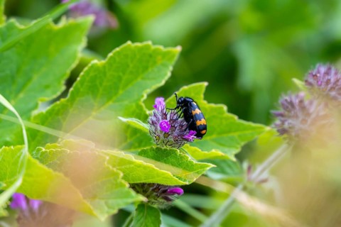 An orange-black oil beetle (Meloidae), Valais Alps, Switzerland