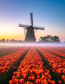 Fog covered landscape in sunrise with tulip fields and windmill in background, AI generated